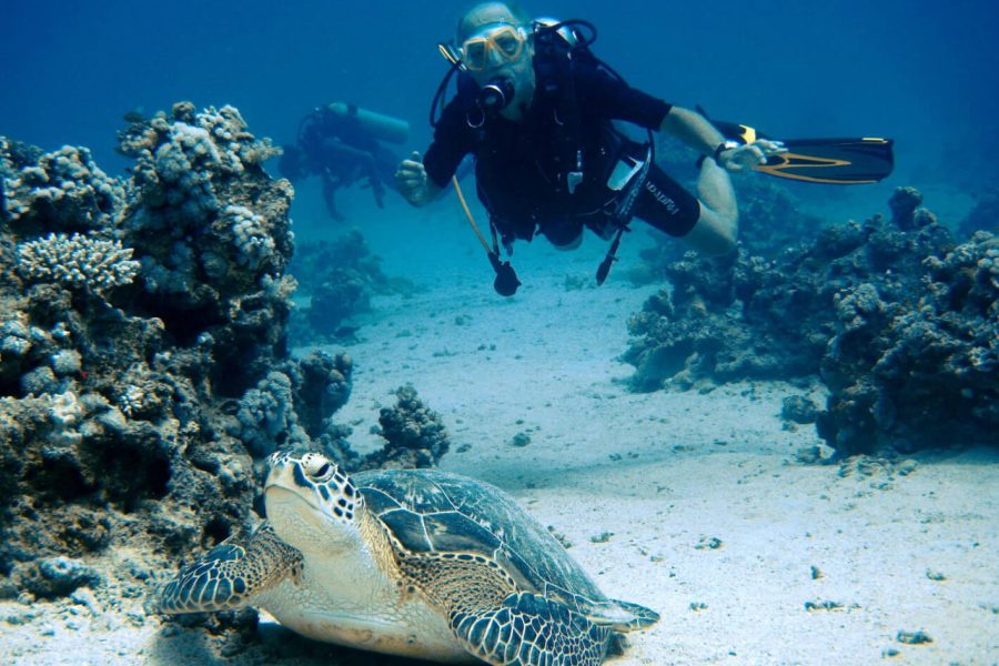 Grande Immagine Di Turisti In Immersione In Marsa Alam