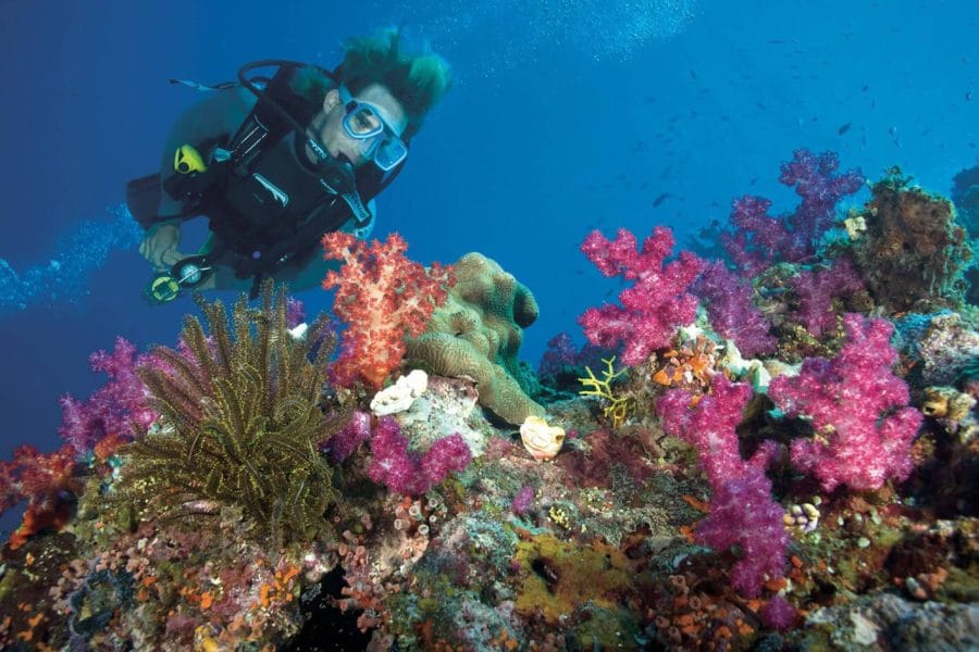 Immagine Di Un Immersione Nelle Acque Del Mar Rosso