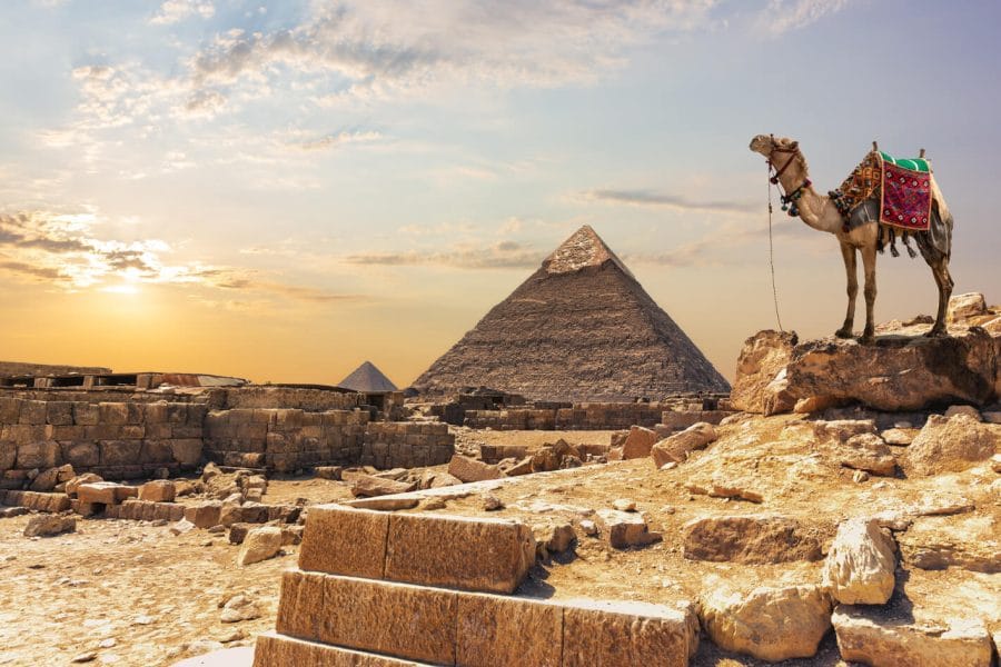 Meravigliosa Immagine Di Un Cammello Di Fronte Alla Piramide Di Khafre Al Tramonto